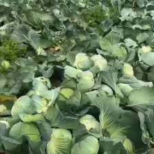 江西省抚州市广昌县甘蓝圆包