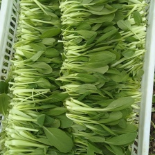 精品鸡毛菜量大从优欢迎选购