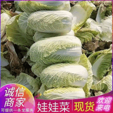 娃娃菜，产地直销