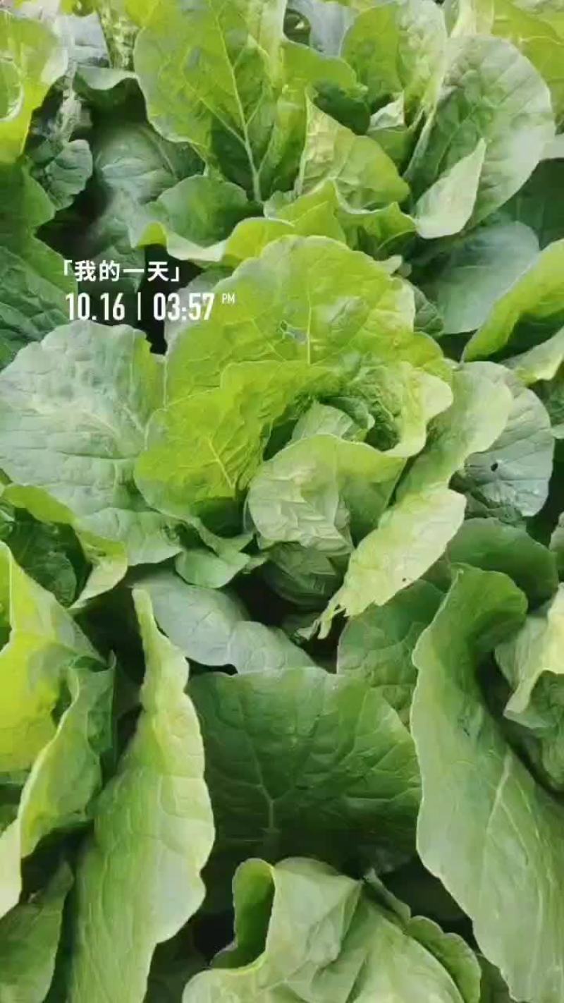 娃娃菜，产地直销