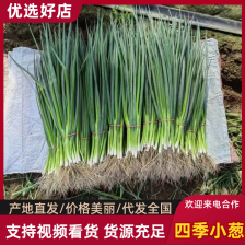 精品邯郸小香葱 四季小葱 一手货源 品质保证诚信经营