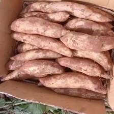 25年雪莲果新果上市了一件代市场精品货全年供应