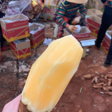 25年雪莲果新果上市了一件代市场精品货全年供应