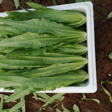 精品大棚油麦菜 原产地直发，代采，一站式服务