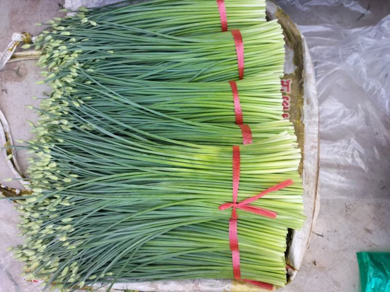 万亩汉中韭菜韭苔基地可对接各大市场和电商平台