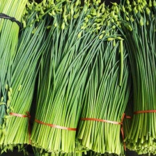 万亩汉中韭菜韭苔基地可对接各大市场和电商平台