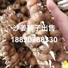 水洗山奈沙姜无硫低硫批零兼营行情上涨下单请询价