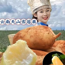 云南天山雪莲果