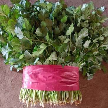【荐】精品泰安大叶香菜，一手货源，产地直发，欢迎来电咨询