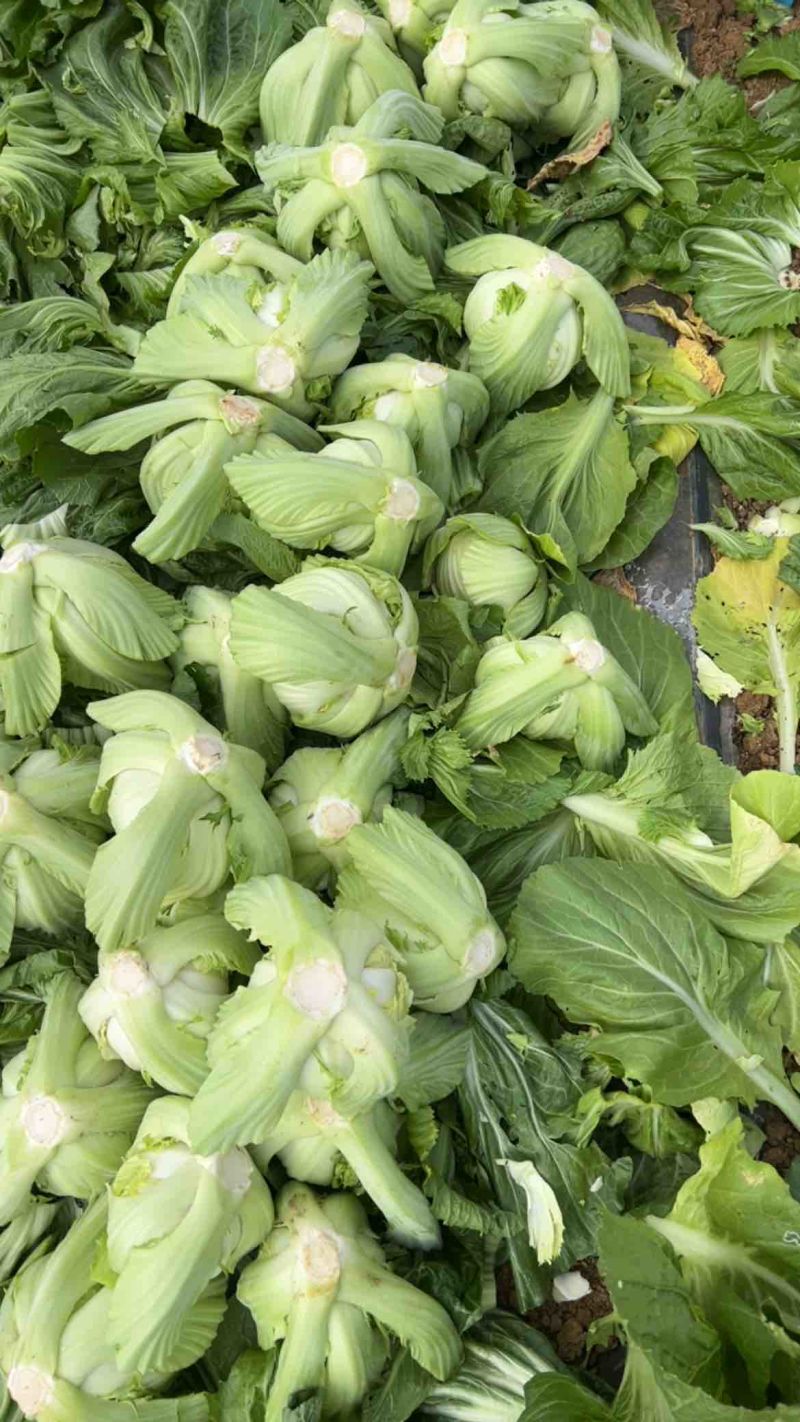芥菜球  芥菜 广西芥菜基地