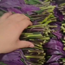 紫背天葵  新鲜观音菜  鸭掌菜  补血菜  量大从优