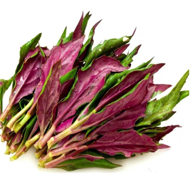 紫背天葵  新鲜观音菜  鸭掌菜  补血菜  量大从优