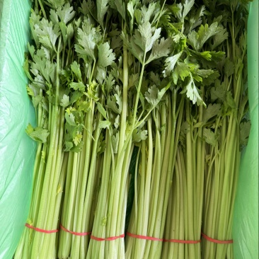 精品香芹 山东聊城产地 对接全国电商 市场 超市