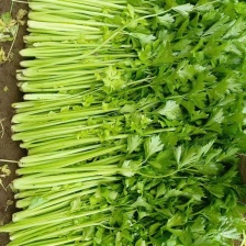 精品香芹 山东聊城产地 对接全国电商 市场 超市