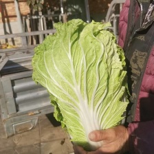 【白菜】新乡小包白菜 大量现货 菜绿 个头均匀全国发货