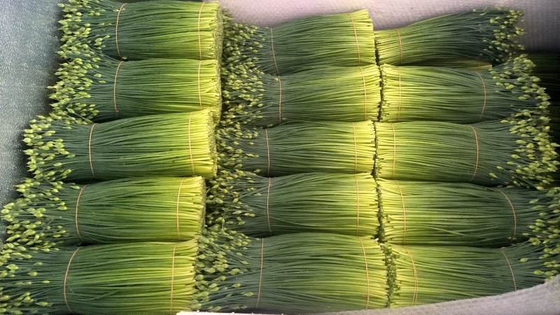 韮苔长期有货 保质保量 现货速发  诚信经营