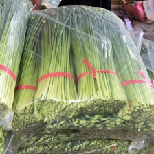 韮苔长期有货 保质保量 现货速发  诚信经营