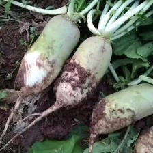 精品青皮水果萝卜，青皮萝卜，辣味足，脆嫩爽口