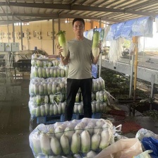 精品青皮水果萝卜，青皮萝卜，辣味足，脆嫩爽口