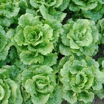 滑县生菜，万亩基地发货，货源充足，量大从优，欢迎来电咨询