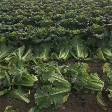 精品 黄心大白菜 质量保证颜色漂亮饱满需要的老板欢迎来电
