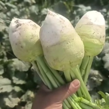 【精品】芥菜 量大优先 价格便宜，一手货源 支持视频看货