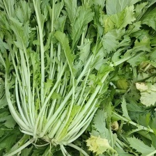 新鲜雪里红 5两以上，质量杠杠的，叶片绿，货源充足