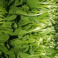 鸡毛菜，小青菜