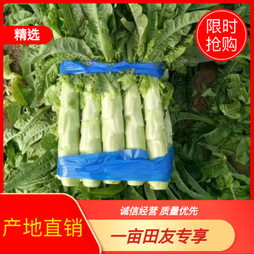 莴笋，红莴笋  ，保质保量 ，产地直发，欢迎来电！