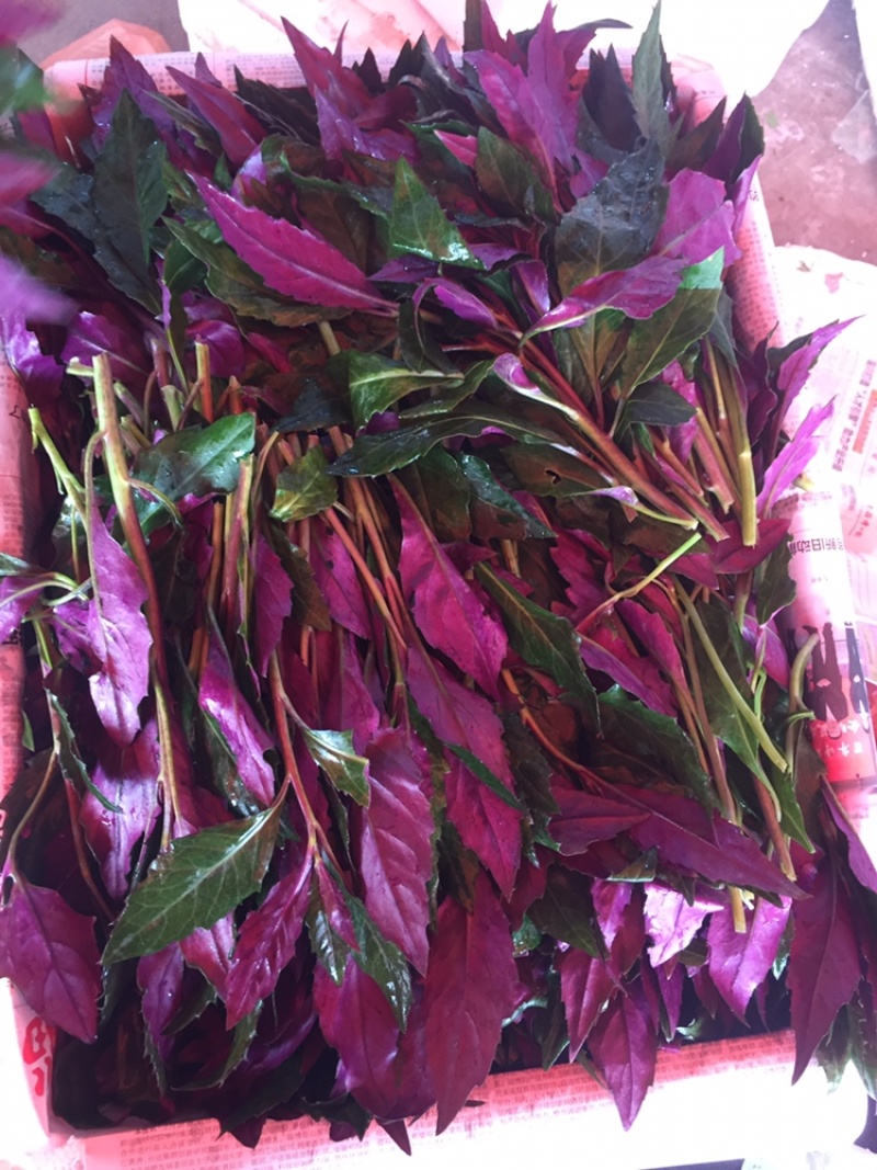 紫贝天葵，雪碧菜 淄博野菜批发 山东野菜批发 紫背菜常年供货