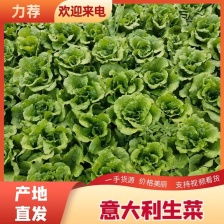 精品生菜常年供货