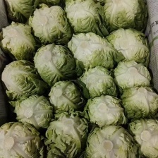 精品生菜常年供货