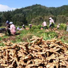红芽姜 鲜姜风干姜 大小黄姜 <font color=red>生姜</font>按