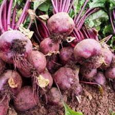 徐州精品红甜菜大量现货供应各种规格的都有