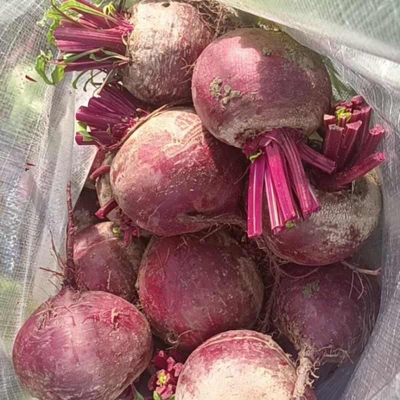 徐州精品红甜菜大量现货供应各种规格的都有
