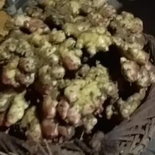 优质小胖孩姜种