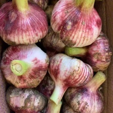 安丘把子大蒜大量有货质量好个头大价格美丽欢迎各位采购