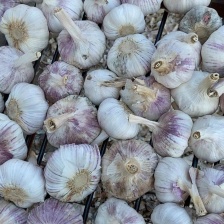 安丘把子大蒜大量有货质量好个头大价格美丽欢迎各位采购