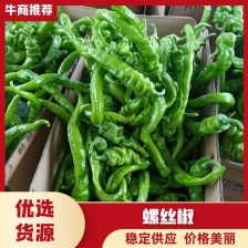 青州蔬菜  尖椒 圆椒 线椒 螺丝椒 茄子大量现货