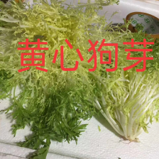 生菜，苦菊