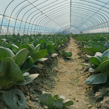 天然新鲜乌塌菜电商供货随时可聊