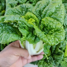 天然新鲜乌塌菜电商供货随时可聊