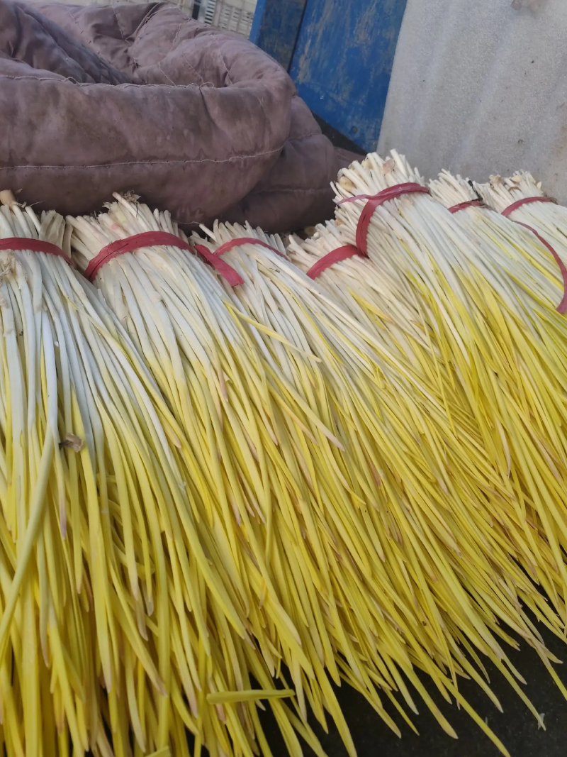 【精品蒜黄】产地货源，一手货源，大量批发，欢迎来电咨询