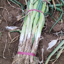 铁杆<font color=red>大葱</font>