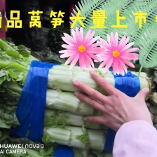 精品尖叶莴笋，青皮青肉，无裂口，无空心 大量出售