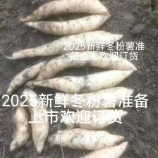 新鲜冬粉薯竹薯产地货源充足现挖现发欢迎随时电话联系