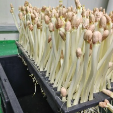 上海精品花生芽基地直发 货源充足 供应全国 欢迎咨询！