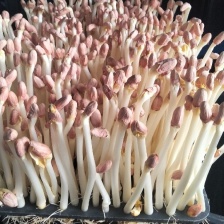 上海精品花生芽基地直发 货源充足 供应全国 欢迎咨询！