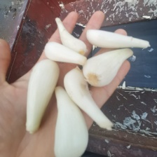 冷库荞头，品质保证，欢迎订购