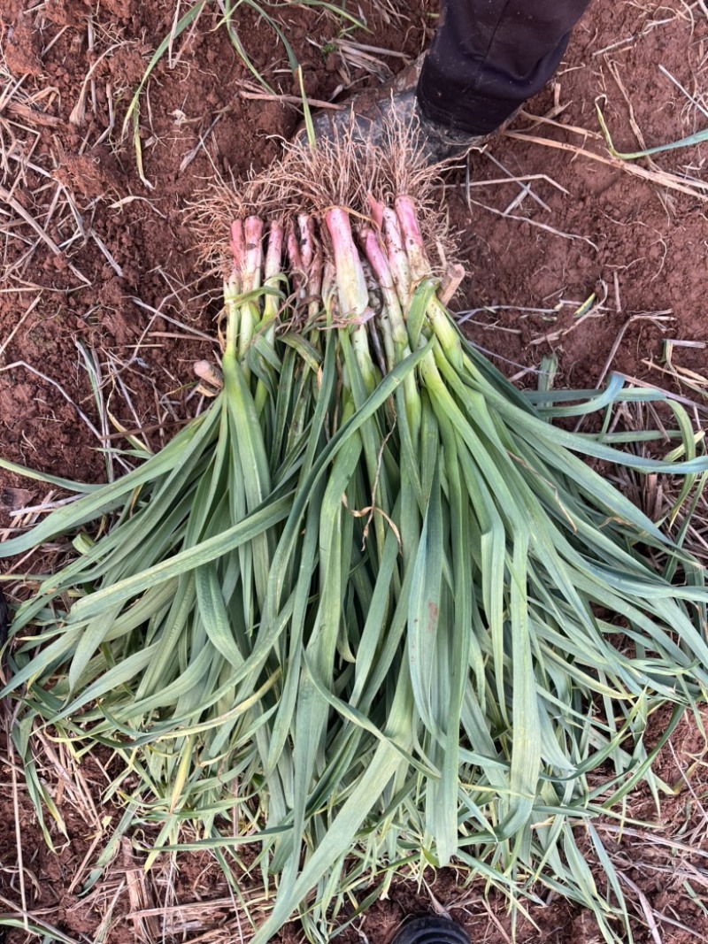 湖北精品红根蒜苗 大量上市 品质保证 量大从优一手货源